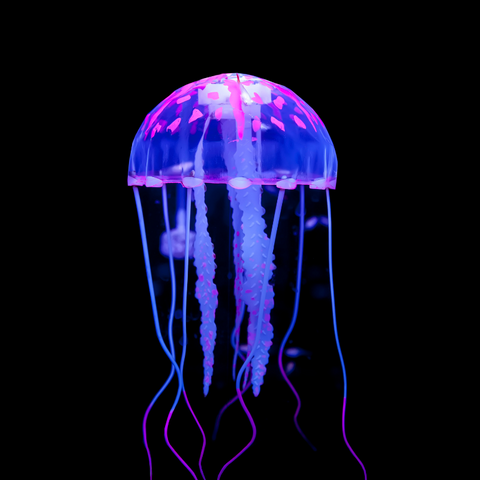 jellyfish aquariums | Real Aquatics