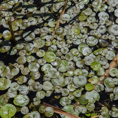 floating pond plants - best place to buy