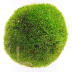 Moss Balls