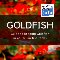 OATA Guide to keeping goldfish in aquariums