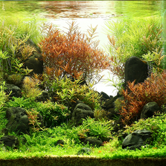 aquascape