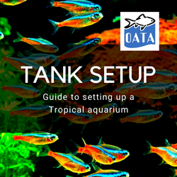 OATA Guide to setting up a Tropical Aquarium