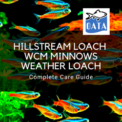 OATA Tropical fish guide to Hillstream loach...