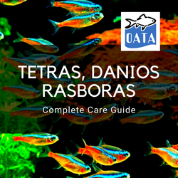 OATA Guide to Tetras...