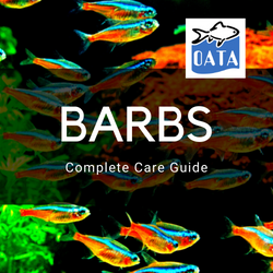 tinfoil barbs care guide