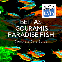 OATA Guide to Bettas...