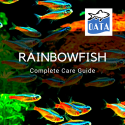 OATA Guide to Rainbowfish
