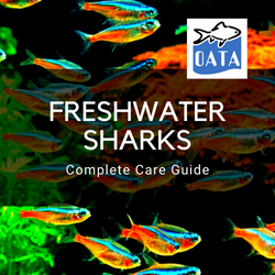OATA Guide to freshwater sharks