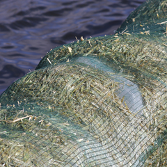 barley straw in a pond