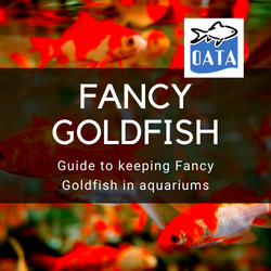 OATA Guide to keeping Fancy Goldfish
