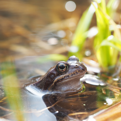 how to attract frogs to my pond
