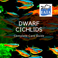 OATA Guide to Dwarf Cichlids