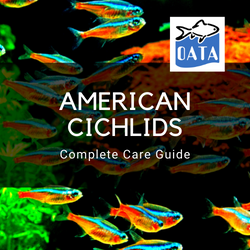 OATA Guide to American Cichlids