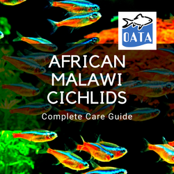 OATA Guide to African Malawi Cichlids