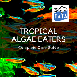 OATA Guide to Tropical Algae Eaters