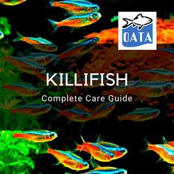 OATA Guide to Killifish