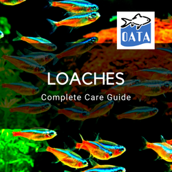 OATA Guide to loaches