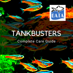 OATA Guide to tankbusters