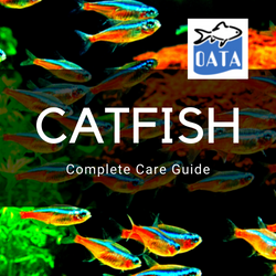 OATA Guide to catfish