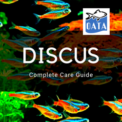 OATA Guide to discus