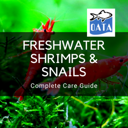 OATA Guide to freshwater shrimps...