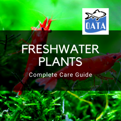 OATA Guide to freshwater plants