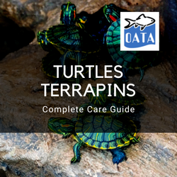 OATA Guide to turtles and terrapins