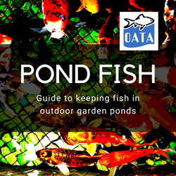 OATA Guide to keeping and introducing Pond Fish