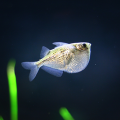 hatchetfish