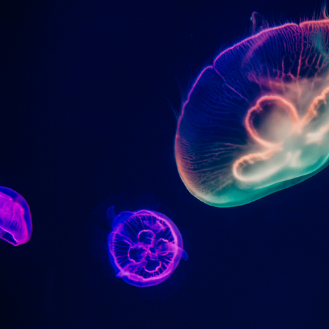 wild jellyfish | Real Aquatics