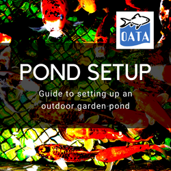 pond setup