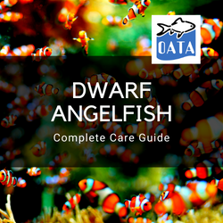 OATA Marine fish guide Dwarf Angelfish