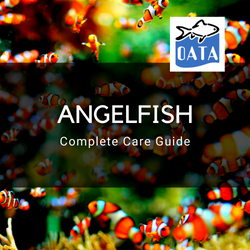 OATA Marine fish guide Angelfish