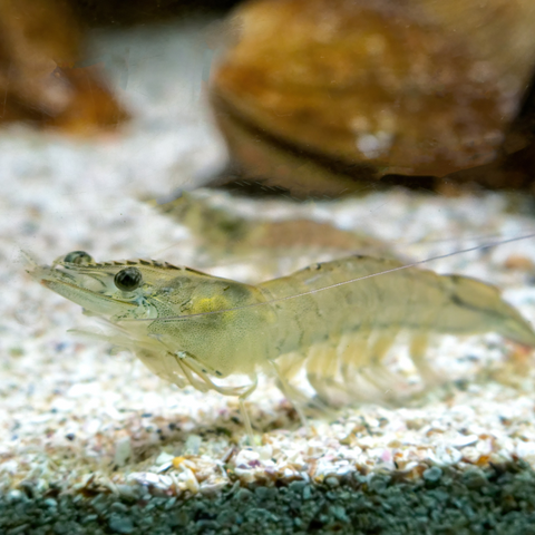river shrimp