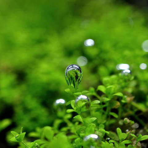 CO2 bubbles on moss