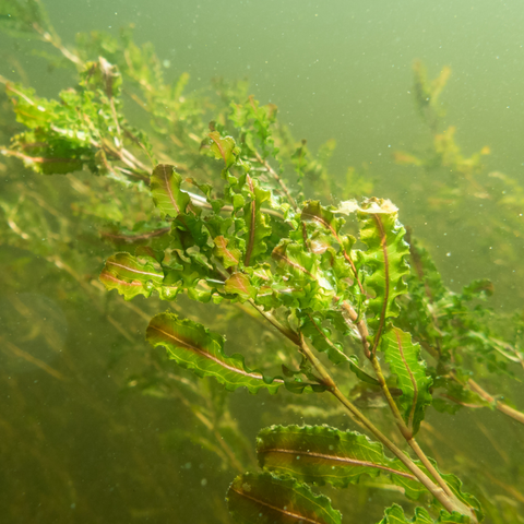 curled pondweed