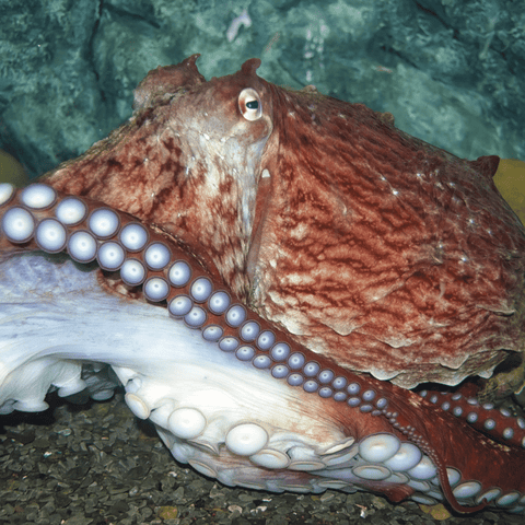 giant north pacific octopus