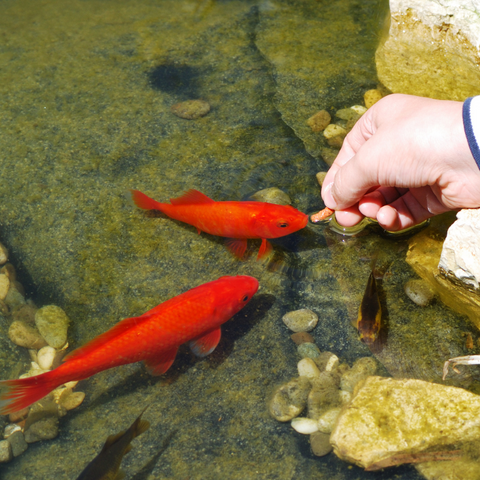 goldfish feeding - pond food