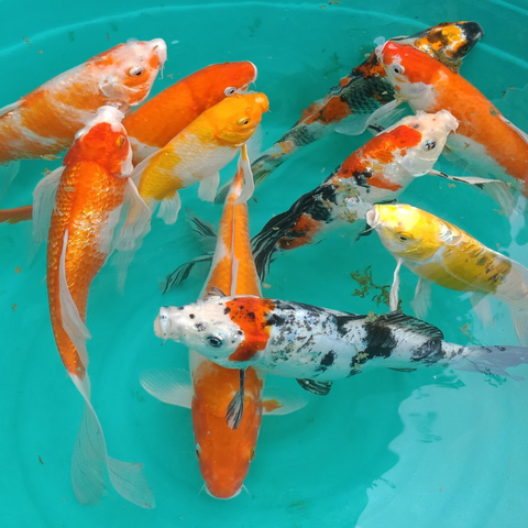 koi carp in blue bowl