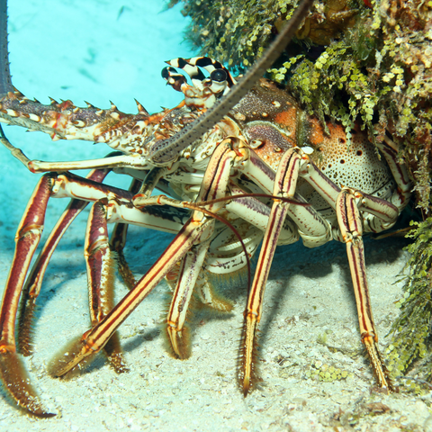 Caribbean Spiny Lobster | Real Aquatics
