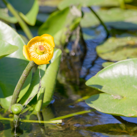 yellow water lily