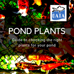 pond plants guide