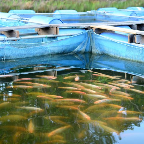 pond vats for feeding fish