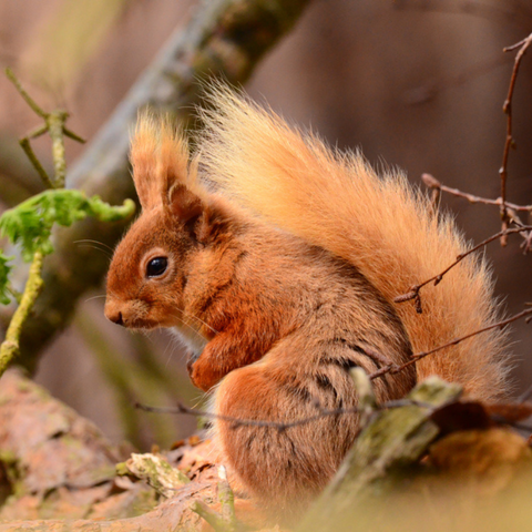 Red Squirrel at Brownsea Island