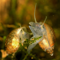aquarium pest snails