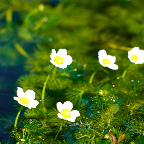 Water crowfoot