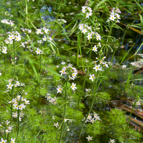 Water Violet | Hottonia palustris