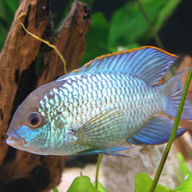 Electric Blue Acara Tank