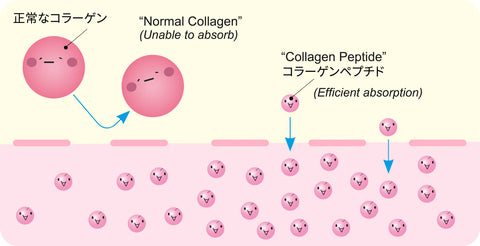 collagen absorption