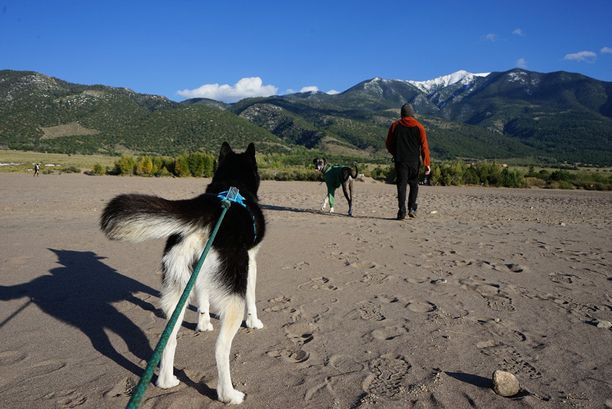 things to consider hiking with dogs backcountry